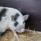 Wilma