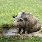 Wilma geniet van een modderbad mei 2011
