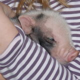 Ons Clodette als biggetje