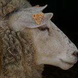 Fleur , ons eerste fleslammetje , ondertussen een ferm schaap , het is…