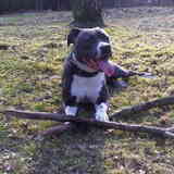 Dit is myn man! Dit is Tyson, de papa van myn puppies! ( Lekker ding…