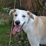 Onze prachtige Galgo - Labrador kruising 'Gusto xx