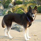 Mara op het strand in Zeeland - 2011