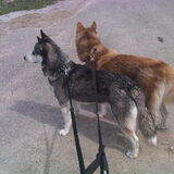 Foto van Shamilla & Zena