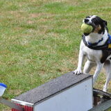 tara op de fhn dag in nijmegen op 29 mei 2011.we zijn als team 8 de…