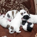 Dempsey met zijn broertjes en zusje - 4 dagen oud