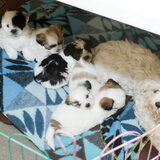 Dempsey met zijn broertjes en zusje bij de mama - Toen waren de pups 6…