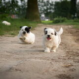 Foto van Melissa, Dempsey, Taiko, Minos & *Nina*