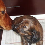 Dit is nu mijn nieuwe pup FRITZ en hier samen met mama Charis neus…