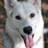 Dit is onze oudste Husky Bayca, Bayca betekend Sprookje, en dat is ze…