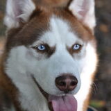 Dit is Shadow, ze is onze 4 hond, en 2 husky, het is een kattekop, maar…