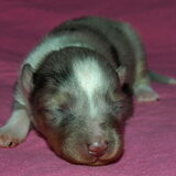 Mainey 1 week oud