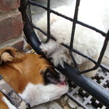 Jara & Gizmo