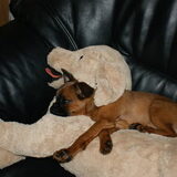 Foto van Sandra & Zino *het petit Brabançonnetje*