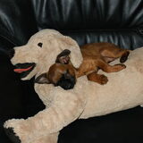 Foto van Sandra & Zino *het petit Brabançonnetje*