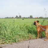 Foto van Sandra & Zino *het petit Brabançonnetje*