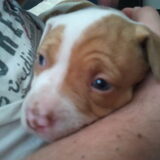 Lucy is hier 4 weken oud
