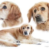 Milan is een hele lieve hond die geen vlieg kwaad doet. Ze is best…