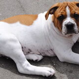 Kokobulls Dyco off Kloosterman, een lieve stoere Old English Bulldog…