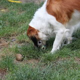 eerste foto's met mijn canon 500D