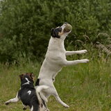 Pluto en Skai van Jo