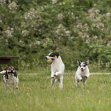 Skai, Pluto en Noeky van Jo