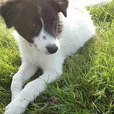 puppie (L)