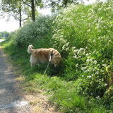 De weg achter ons huis, zo de polder in.