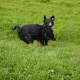Graaaawww ik ga je pakken!!