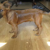 wisky 4 maanden