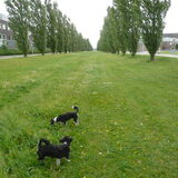 Hier mogen we loslopen