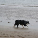 Sluipend naar de hond van mijn zus