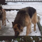 nina en simba