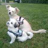 Dempsey & Romi met hun nieuwe tuigje