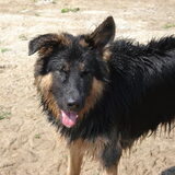 Tevrede hondje