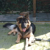 Foto van Marjo en Kiba