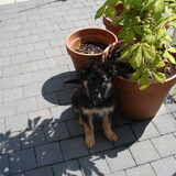 Foto van Marjo en Kiba