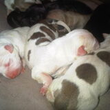 Foto van Sanne, Ice & Baron!