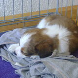 Ons lief, klein meisje STERRE!!! Bij ons komen wonen op 11 juni 2011!