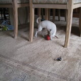 Spelen met de Kong
