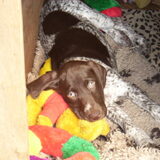 Foto van kelly,s black favoriete