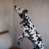 Roos is een Dalmatiër apart. Ze is heel eigenwijs, en ook heel slim. Ze…