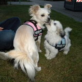 Foto van Melissa, Dempsey, Taiko, Minos & *Nina*