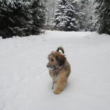 Boomer, kruising teckel maltezer