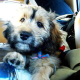Roadtrip hippy puppy