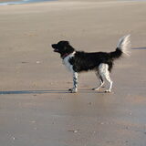Banjer Hond van mijn ouders