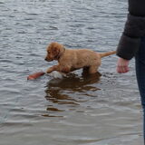 Djaira pup van mijn Zusje (Golden retriever)
