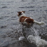 roxie waterrat!