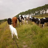 Foto van Sam,Saltarin,Muis,Zara,Terra+en Paco