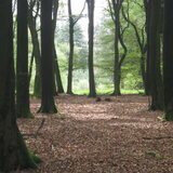 het Vierhouterbos